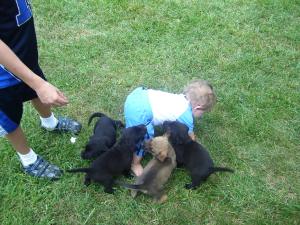 Attack of the Puppies